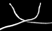 قނ1